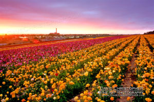 the flower fields, carlsbad,ca, fine art photo